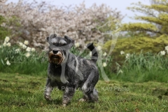 Schnauzer - Miniature