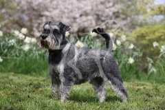Schnauzer - Miniature