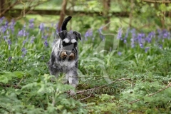 Schnauzer - Miniature