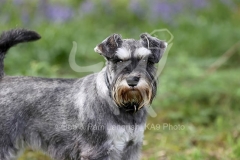 Schnauzer - Miniature
