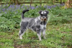 Schnauzer - Miniature