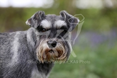 Schnauzer - Miniature