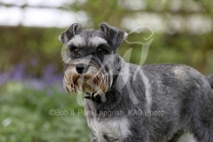 Schnauzer - Miniature