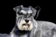 Schnauzer - Miniature