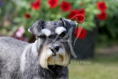 Schnauzer - Miniature