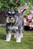 Schnauzer - Miniature