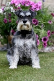 Schnauzer - Miniature