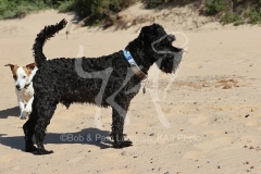 Schnauzer - Miniature