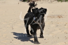 Schnauzer - Miniature