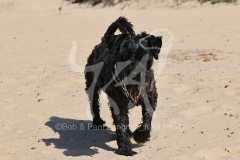 Schnauzer - Miniature