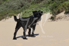 Schnauzer - Miniature