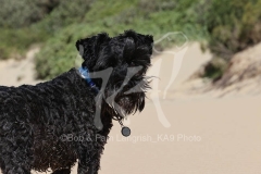 Schnauzer - Miniature