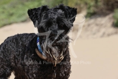 Schnauzer - Miniature