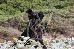 Schnauzer - Miniature