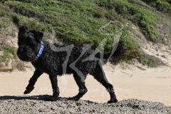 Schnauzer - Miniature