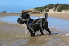 Schnauzer - Miniature