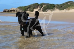 Schnauzer - Miniature