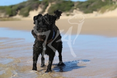 Schnauzer - Miniature