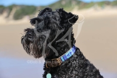 Schnauzer - Miniature