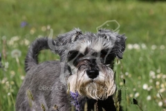 Schnauzer - Miniature