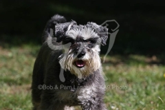 Schnauzer - Miniature