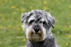 Schnauzer - Miniature