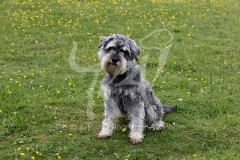 Schnauzer - Miniature
