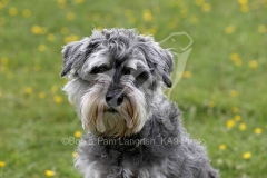 Schnauzer - Miniature