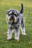 Schnauzer - Miniature