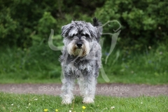 Schnauzer - Miniature