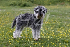 Schnauzer - Miniature