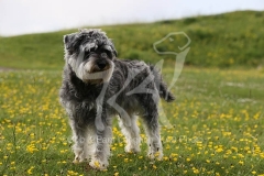 Schnauzer - Miniature
