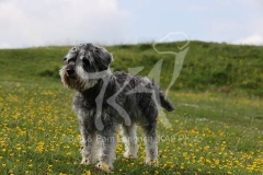 Schnauzer - Miniature