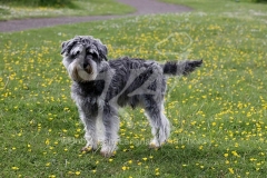Schnauzer - Miniature