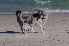 Schnauzer - Miniature