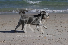 Schnauzer - Miniature