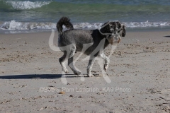 Schnauzer - Miniature