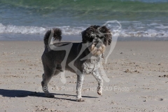 Schnauzer - Miniature