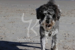 Schnauzer - Miniature