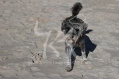 Schnauzer - Miniature