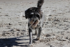 Schnauzer - Miniature
