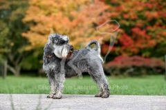 Schnauzer - Miniature