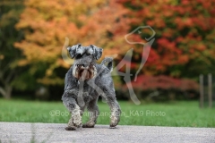 Schnauzer - Miniature