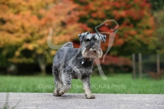 Schnauzer - Miniature