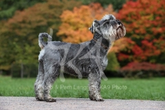 Schnauzer - Miniature