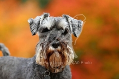 Schnauzer - Miniature