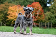 Schnauzer - Miniature