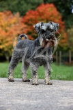 Schnauzer - Miniature