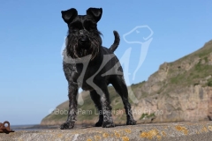 Schnauzer - Miniature