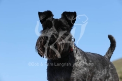 Schnauzer - Miniature